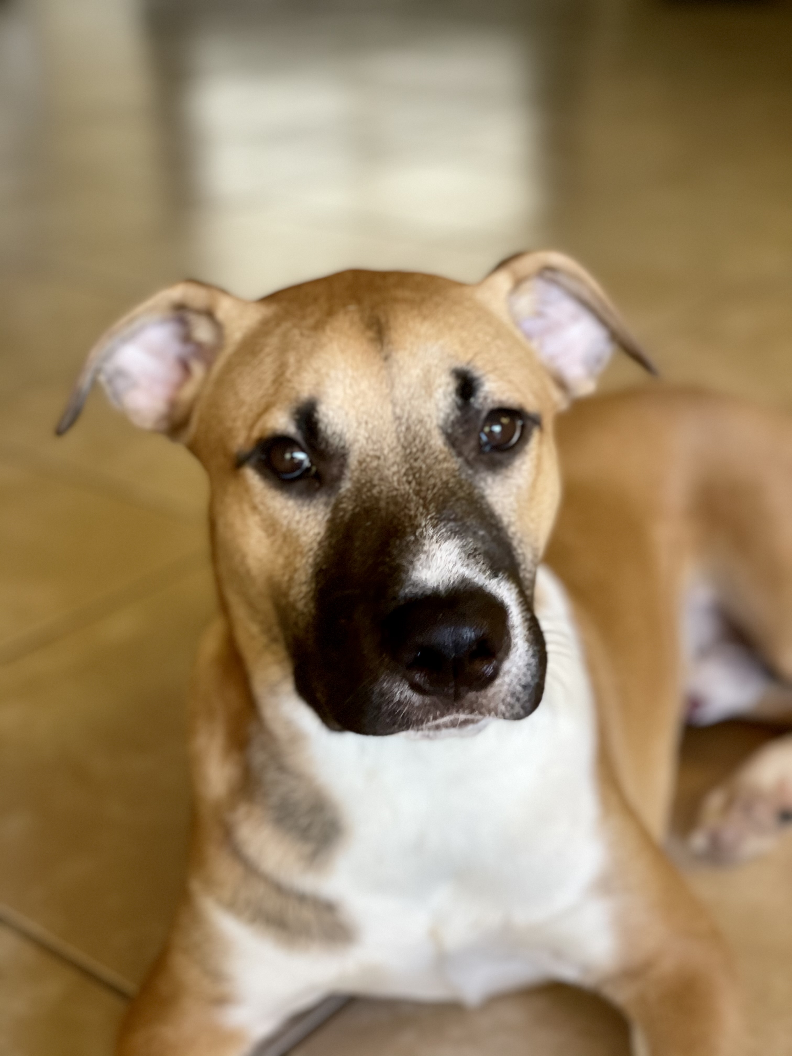 Breesy, the real black mouth cur behind the brand